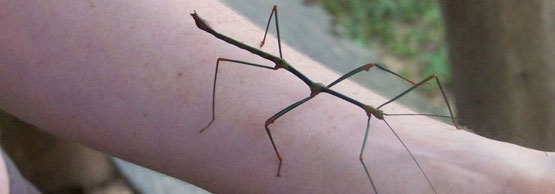 Creepy Crawly challenge with a stick insect
